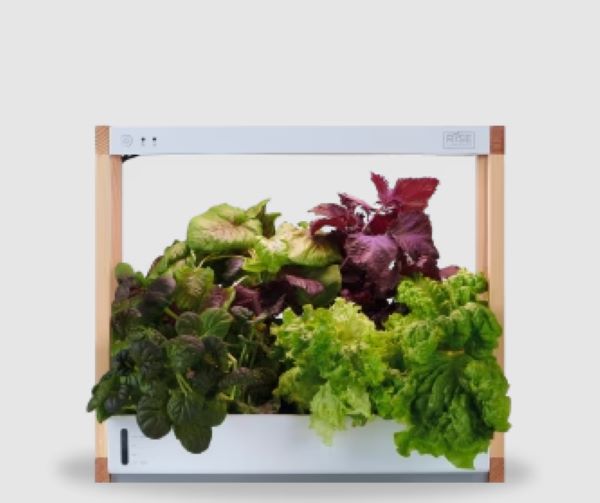 Personal Rise Garden