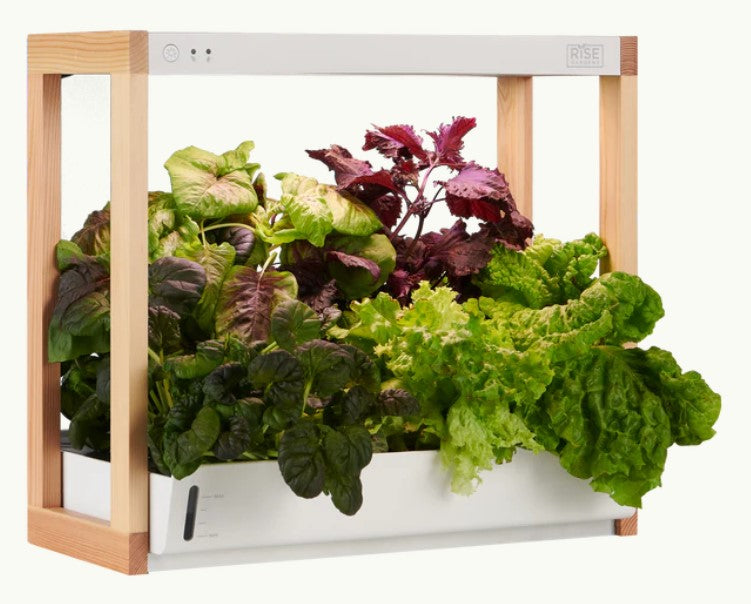 Personal Rise Garden