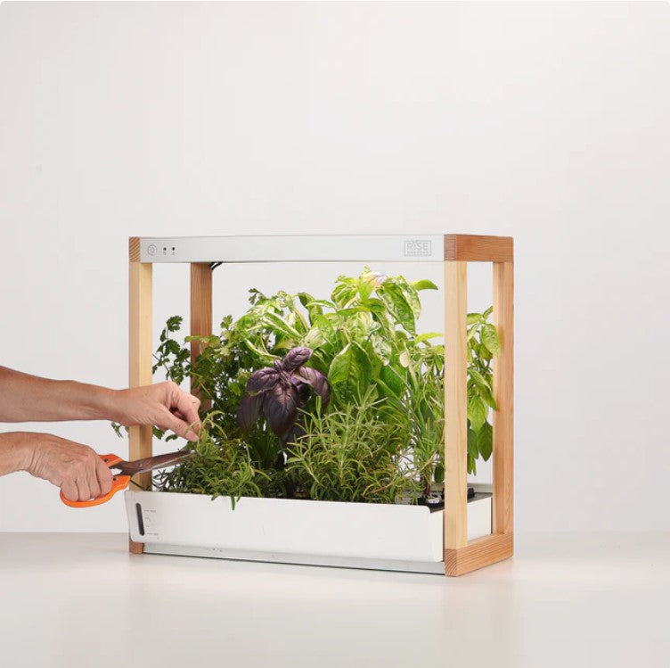 Personal Rise Garden