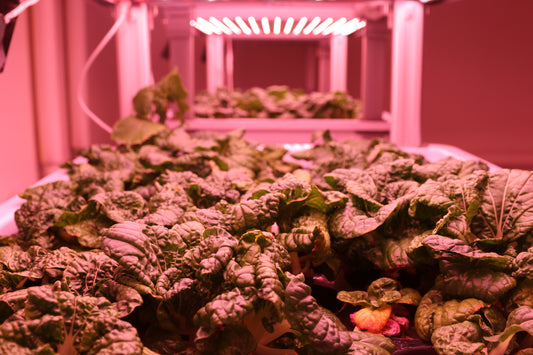Hydroponics - the future of farming or a passing trend?
